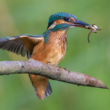 Kingfishers